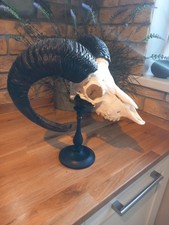 Taxidermy  Domestic Rams Skull