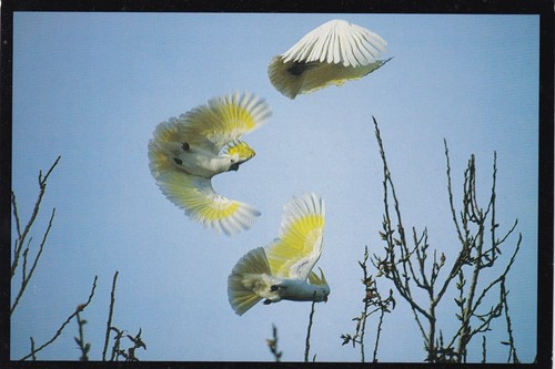 Sulphur crested cockatoo - sulphur-crested, ~