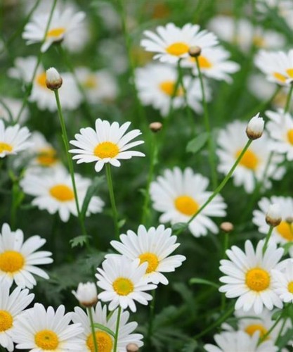 Leucanthemum vulgare wild - leucanthemum,