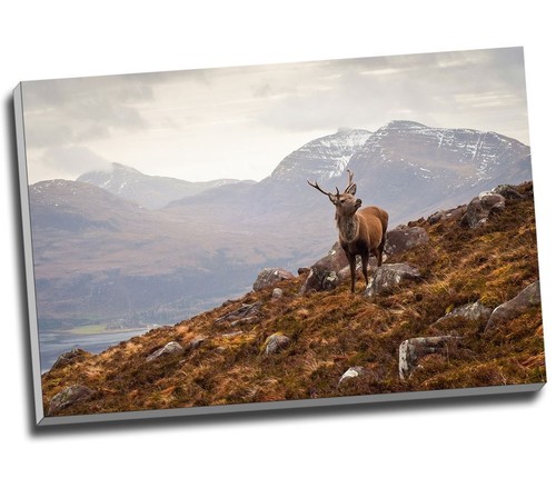 Wild stag scottish highlands - wild,