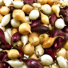 Onion Sets  *MIXED* Grow Your