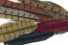 Large Pheasant Ring Neck