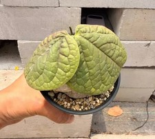 8cm Rare Cacti plant adenia