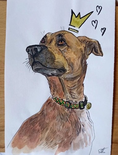 Bull lurcher dog - dog, portrait