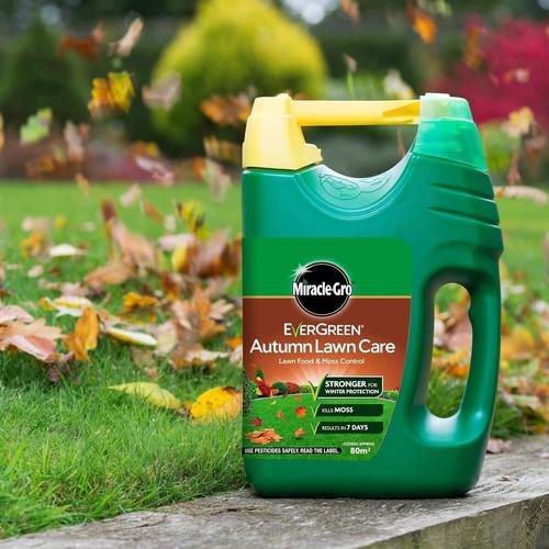 Evergreen autumn lawn - evergreen,