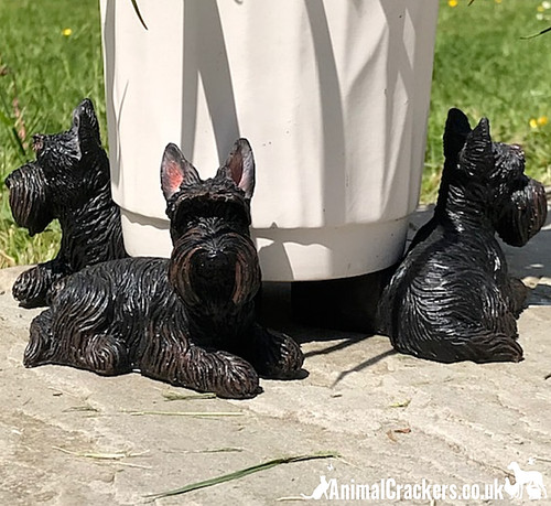Set scottie dog plant flower - set,