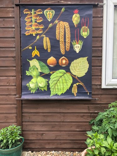 Vintage hazel tree school - hazel,