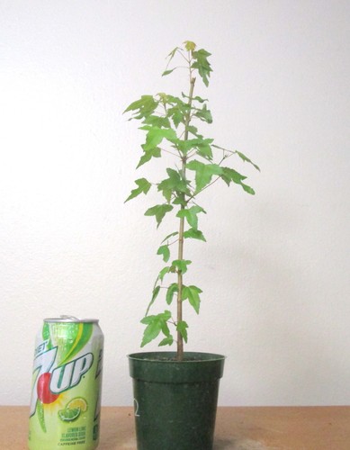 Trident maple for mame - , shohin