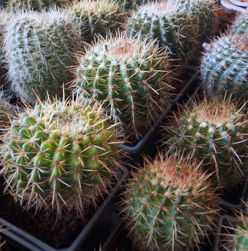 Large parodia notocactus - large,