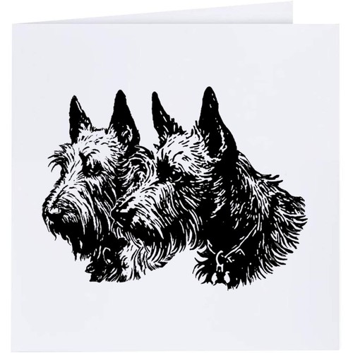 Scottish terrier couple - 'scottish, couple'