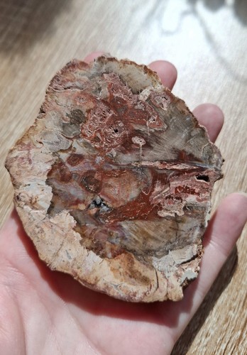 Petrified wood slab fossilised - slab,