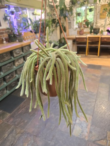 Aporocactus flagelliformis