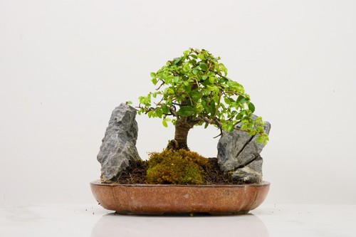 Bonsai chinese elm - bonsai, twin