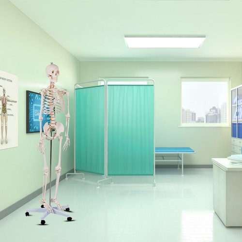 Human skeleton model pvc - model, life