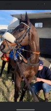 Biothane Buckle Billet Reins -