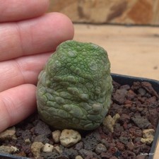 Cubiform pseudoliths vase 7 cm