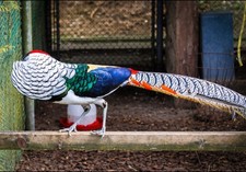  6Lady Amherst  + 6 Red Golden