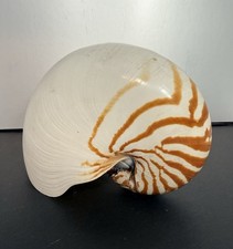 Natural Chambered Tiger