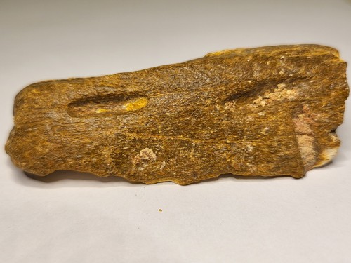 Dinosaur fossil with - dinosaur,
