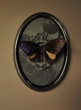 Striped Blue Crow Butterfly (Euploea mulciber) Oval Black Frame Taxidermy Art