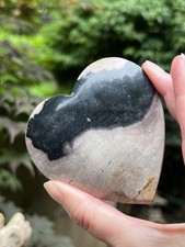 Petrified Fossilised Wood