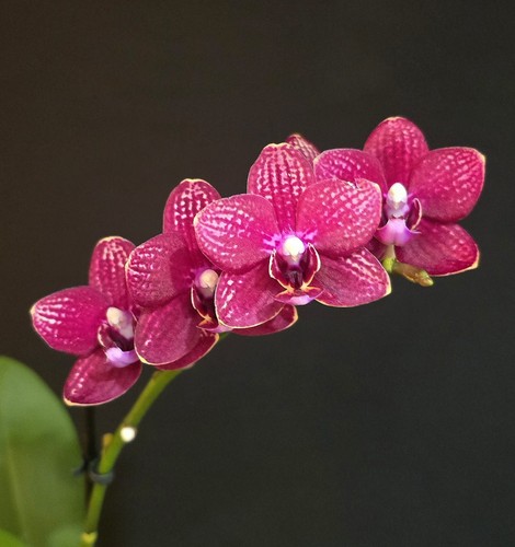 Phalaenopsis red unique - phalaenopsis,