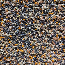 Canary conditioning seed - canary,