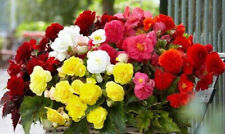 BEGONIA DOUBLE MIXED BULB,TUBER SUMMER FLOWER GARDEN POTS PLANT LARGE SIZE 14/16