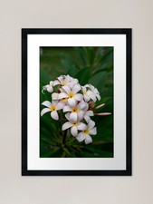Plumeria Framed Art Print