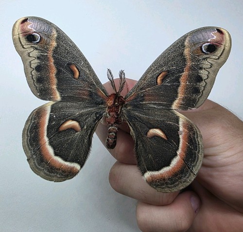 Hyalophora cecropia set - hyalophora,