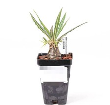 pot 6.5cm Dorstenia crispa Own