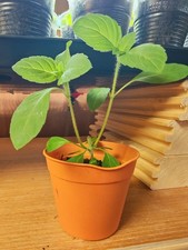 Holy Basil Tulsi Plant Sacred