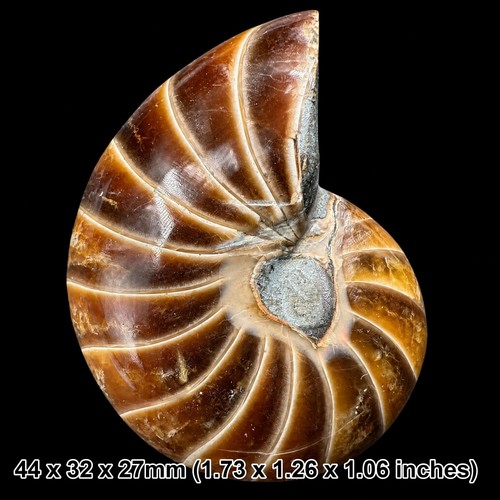 Cretaceous nautilus fossil - cretaceous,