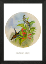 Sooty capped hermit Framed