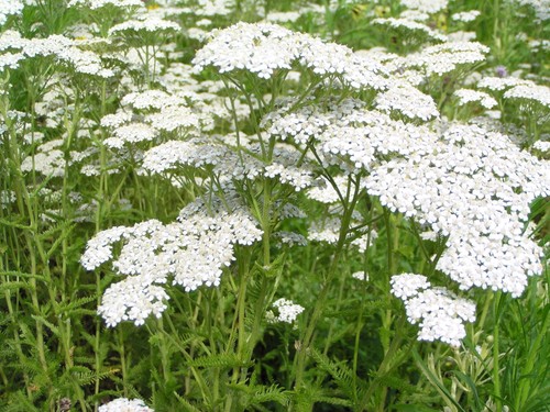 Yarrow achillea millefolium - yarrow, millefolium"