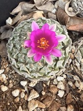 pelecyphora Strobiliformis