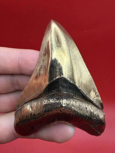 Bronze megalodon tooth casting - megalodon,