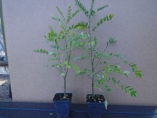 Styphnolobium japonicum