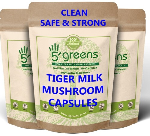 Tiger milk mushroom - tiger,