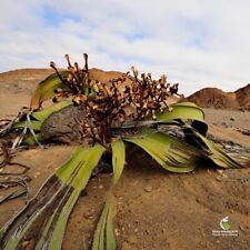 Welwitschia mirabilis Seeds