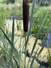 Bulrush Bull rushes Reeds Pond