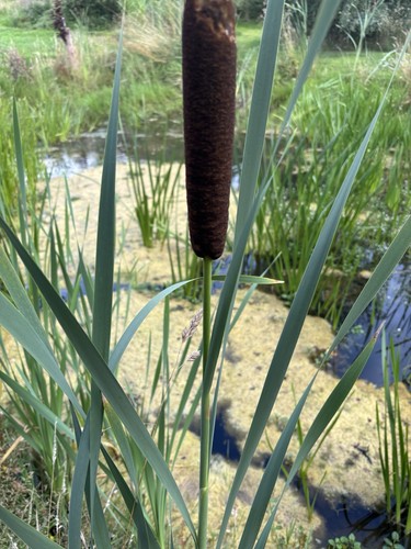 Bulrush bull rushes bullrush - bulrush,