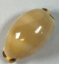 lyncina carneola 45.4mm Cowrie