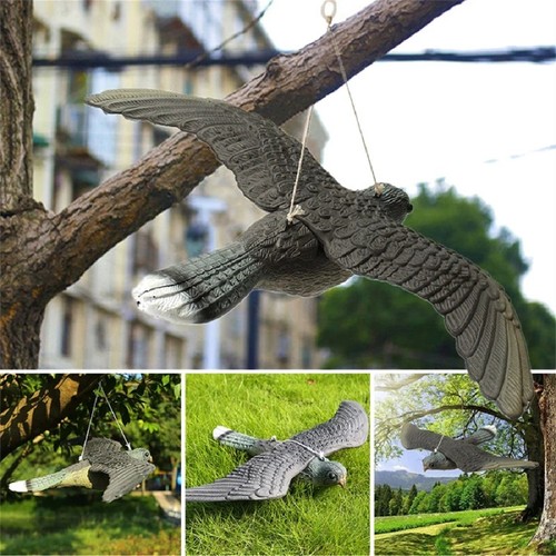 Falcon hawk decoy bird - falcon,