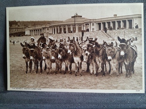 Weston super mare donkeys - weston, on