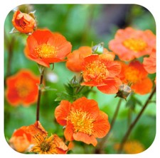 Geum coccineum 'Borisii Koi' x