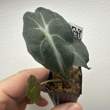Alocasia Venom - Very rare