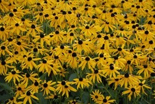 Rudbeckia 'Goldsturm'