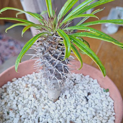 Madagascar palm - madagascar,
