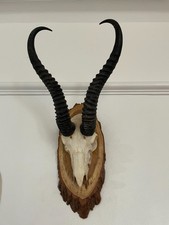 African Springbok Horns on